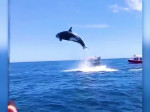 Qatil balina delfini sudan çıxarkən zərbə ilə vurur