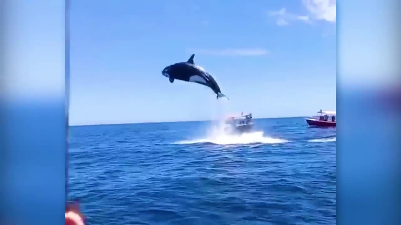 Qatil balina delfini sudan çıxarkən zərbə ilə vurur videoaz